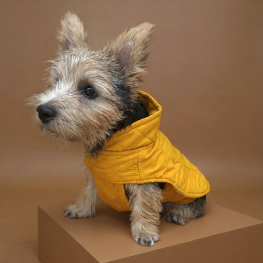 Gabardina Mostaza y negra