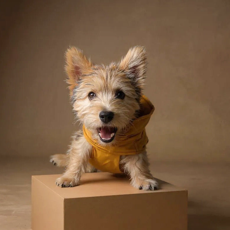 Gabardina Mostaza y negra