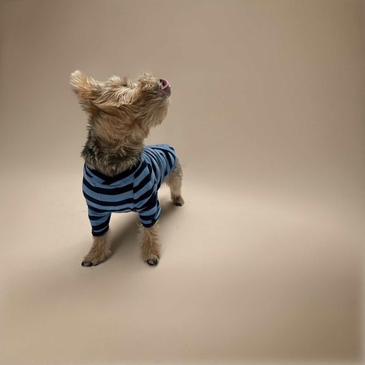 Playera de algodón azul MARLO para perro, foto 11