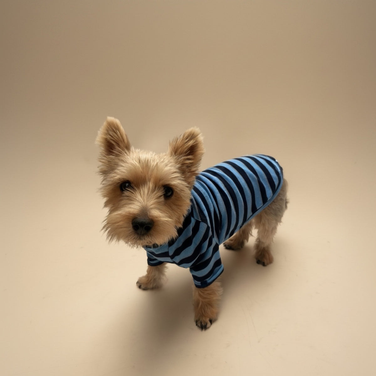 Playera de algodón azul MARLO para perro, foto 12