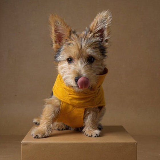 Gabardina Mostaza y negra